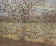 Vincent Van Gogh Apricot Trees in Blossom (nn04) oil